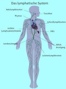 lymphatisch,Zirkulation,Lymphdrainage,Massage,Milz,Herz,Venen,Arterien
