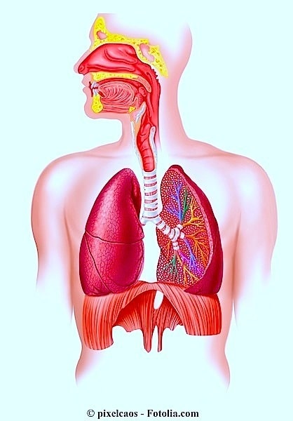 Lungen,Atemsystem