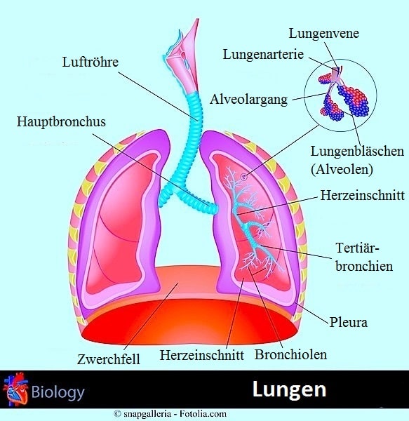 Lunge,Alveolen,Auswurf