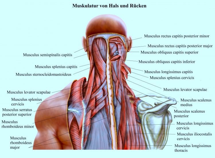 Muskulatur-Hals-Rücken-Rhomboideus