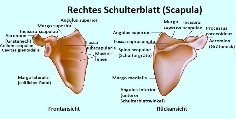 Anatomie der Schulter