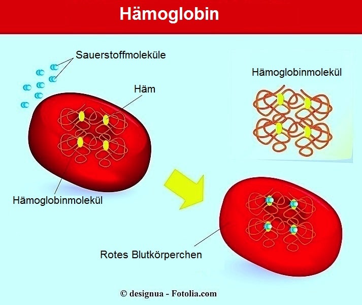 Anämie,rote Blutkörperchen,Hämoglobin