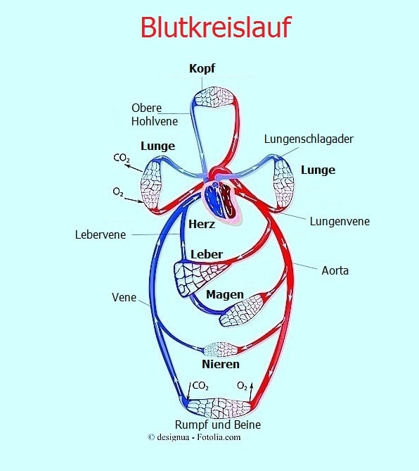Blutkreislauf