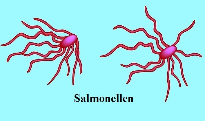Salmonellen und Salmonellose