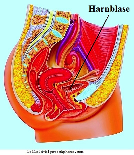 Blasenprolaps,Anatomie,Uterus,Vagina