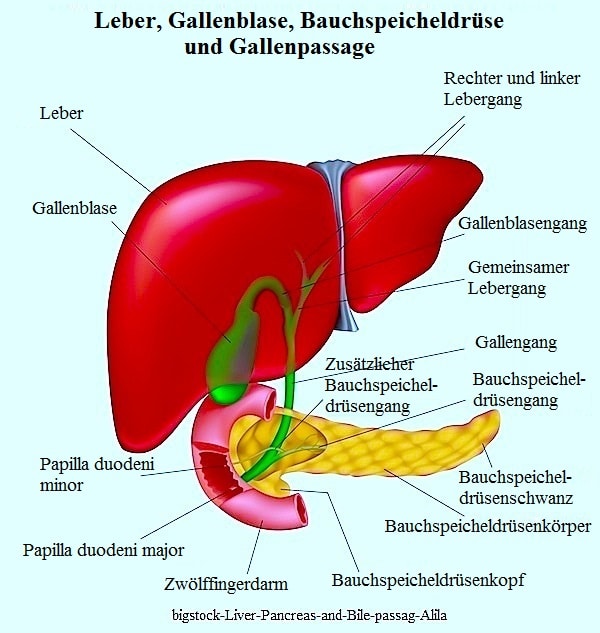Leber,Gallenblase,Bauchspeicheldrüse,Lebergang