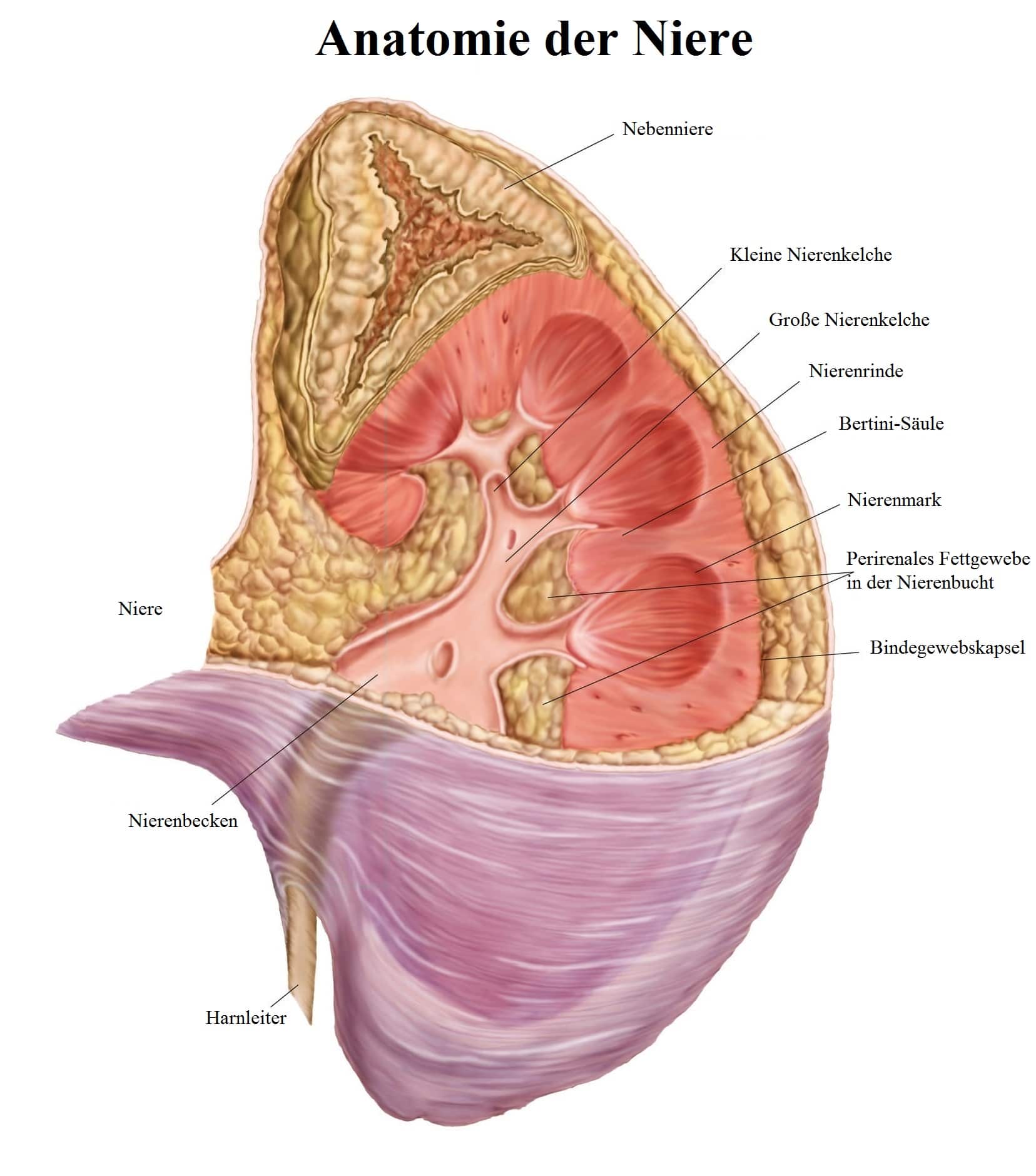 Anatomie,Niere,Nierenbecken,Nebenniere