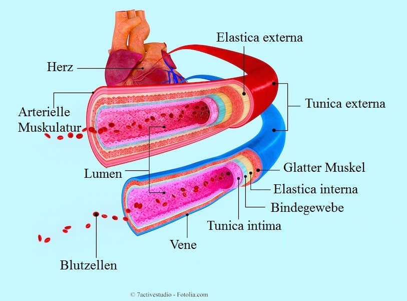 Blutzellen,Herz,Vene,Arterie
