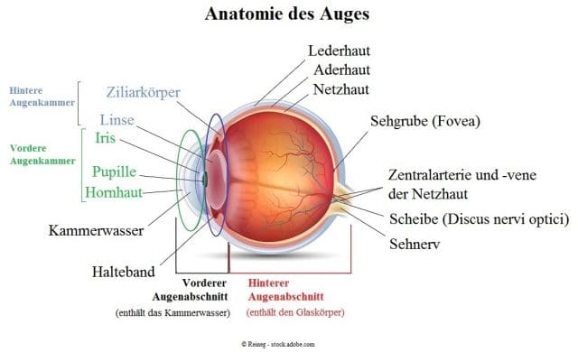 Anatomie-des-Auges