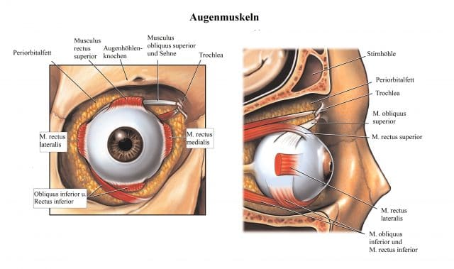 Augenmuskeln-Musculus-rectus-Augenhöhle