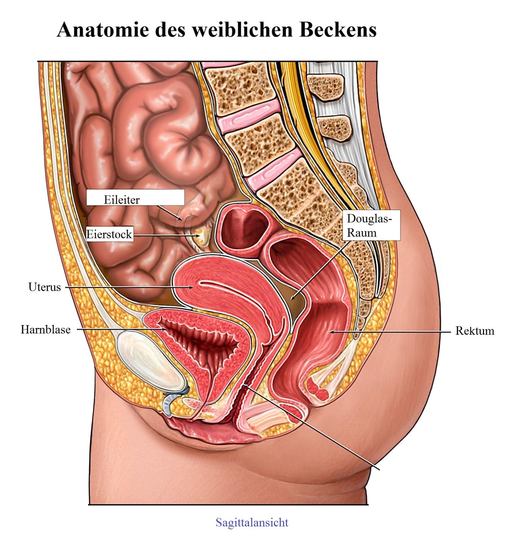 Frau Anatomie Unterleib