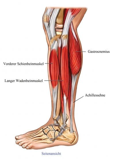 Anatomie, Bein, Muskeln, Sehnen, Gastrocnemius