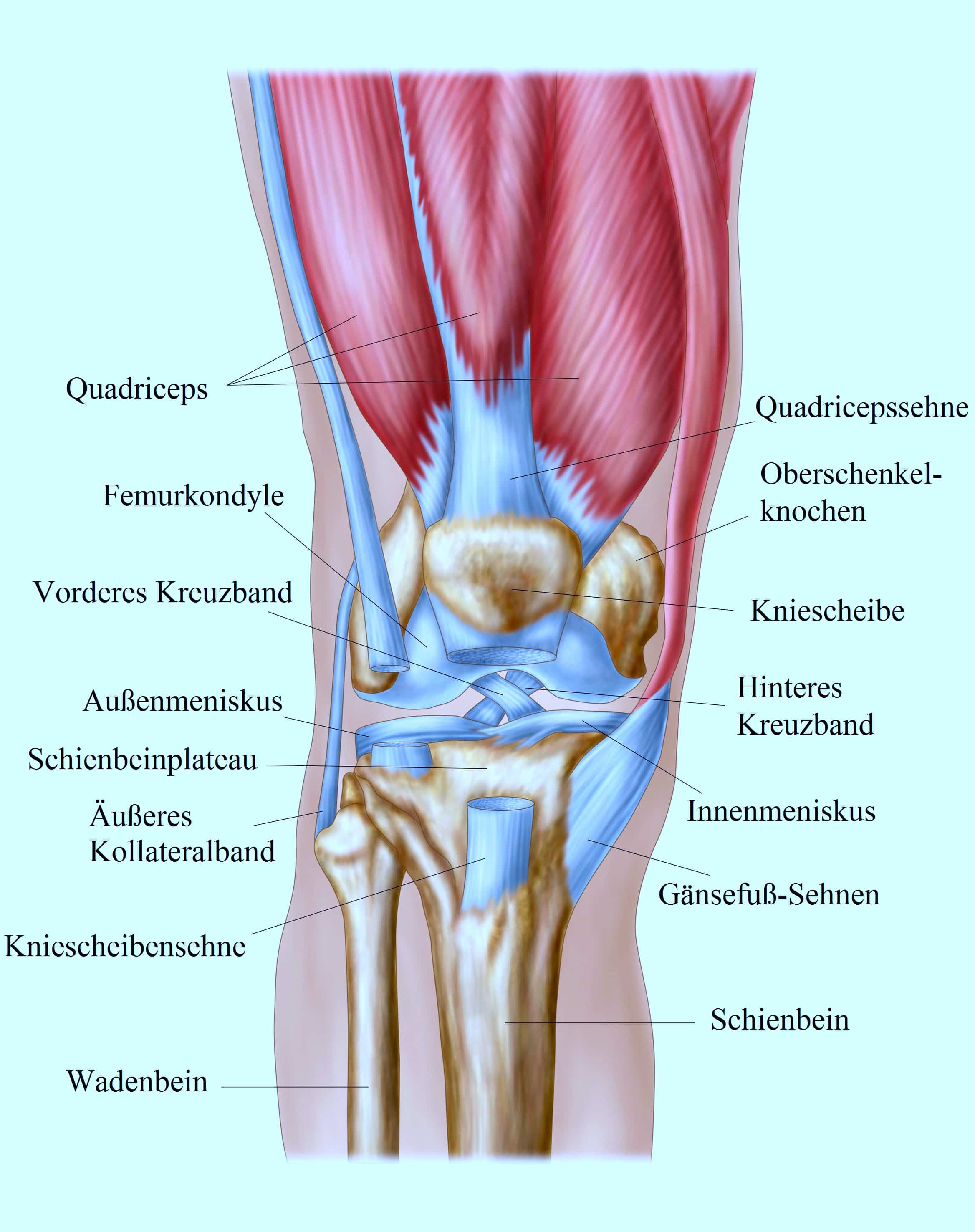 Knie-Quadrizeps, Bänder, Meniskus