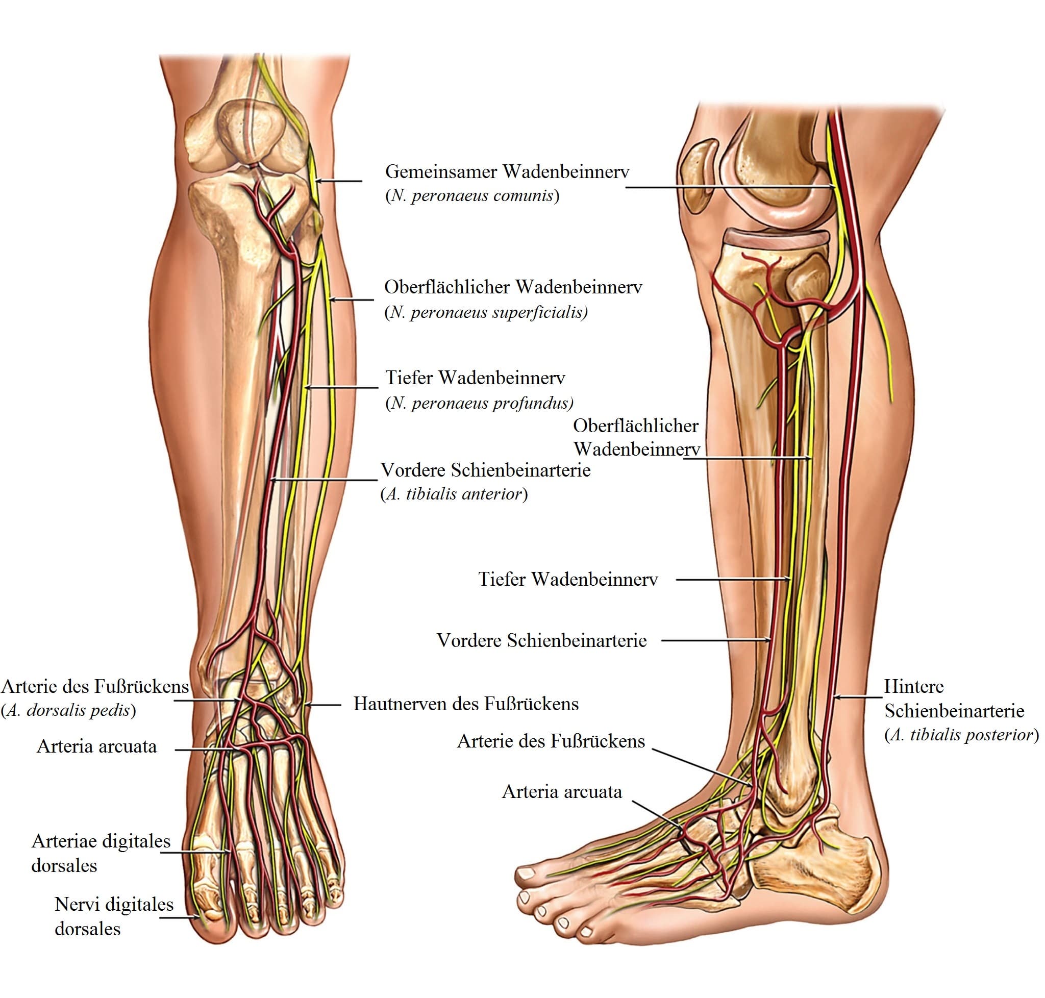 Anatomie, Bein, Nerven, Arterien