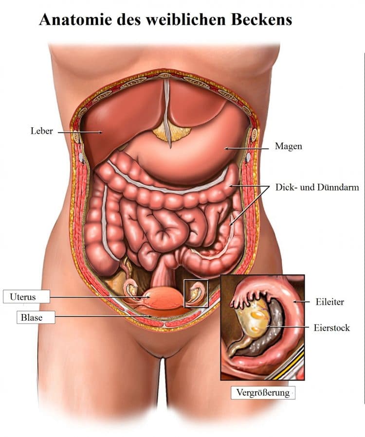 Anatomie des weiblichen Beckens