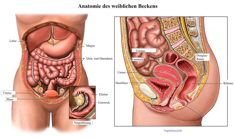 Anatomie des weiblichen Beckens