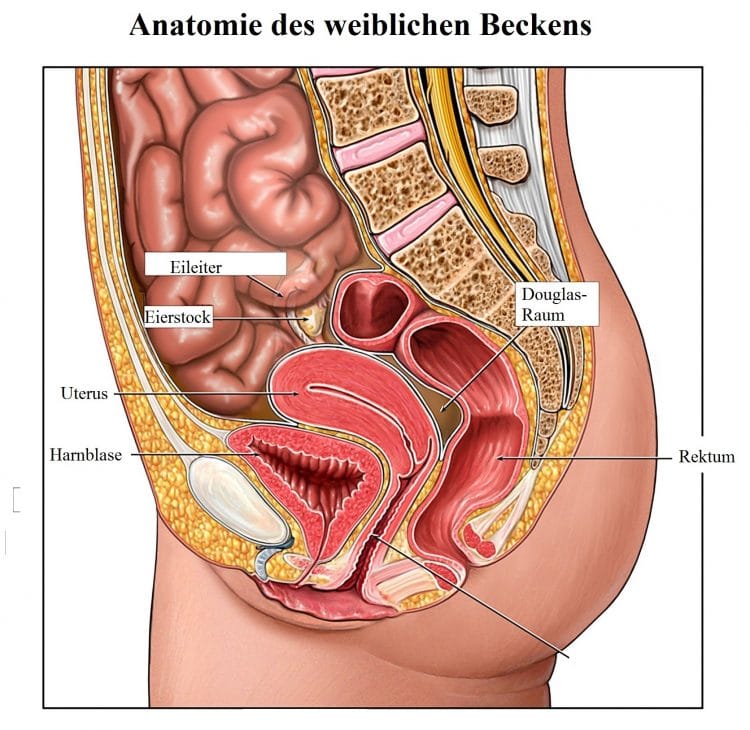 Anatomie des weiblichen Becken