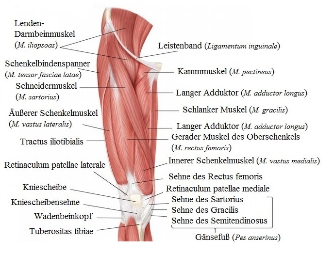 Muskulatur Oberschenkel Leiste Gracilis Symptome Und Behandlung.